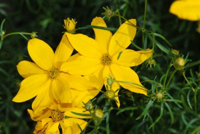 Coreopsis verticillata - krásnoočko přeslenité - detail květu